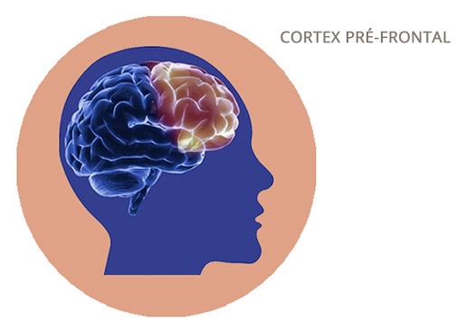 Cortex-PreFrontal
