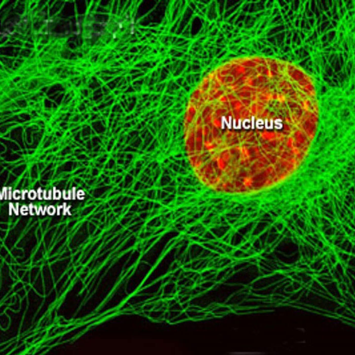 Microtubules for LP 2